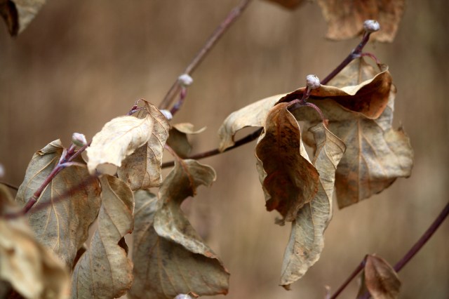 Cornus florida