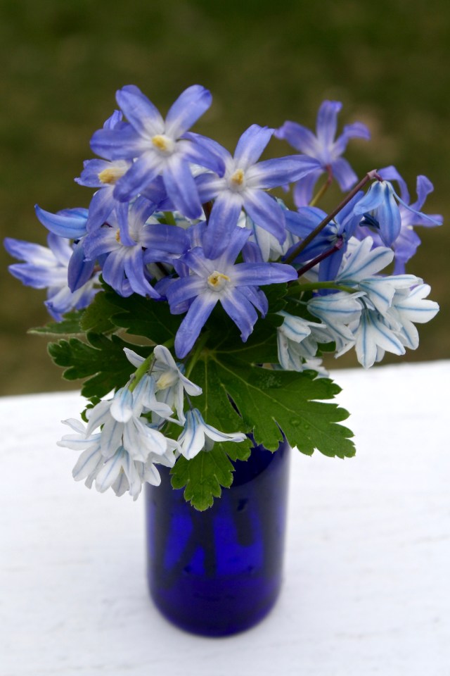 Blue spring flowers