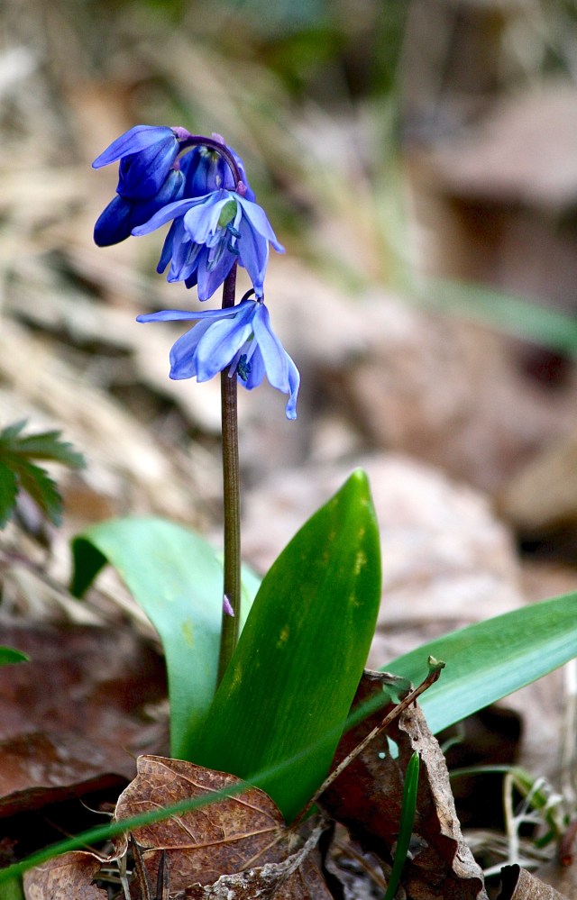 Scilla siberica