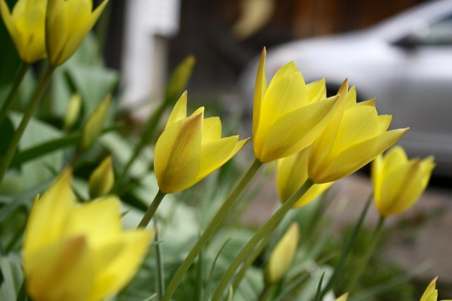 Tulipa batalinii 'Honky Tonk'