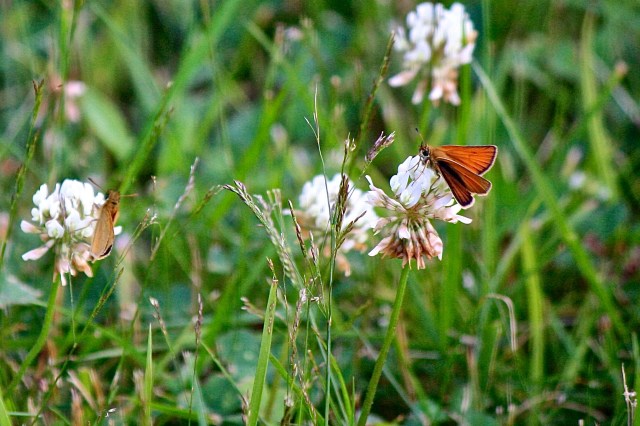 Skipper butterfly