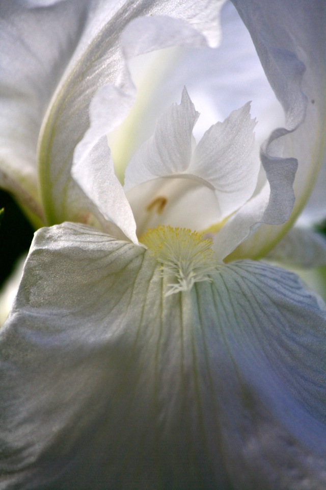 White bearded iris
