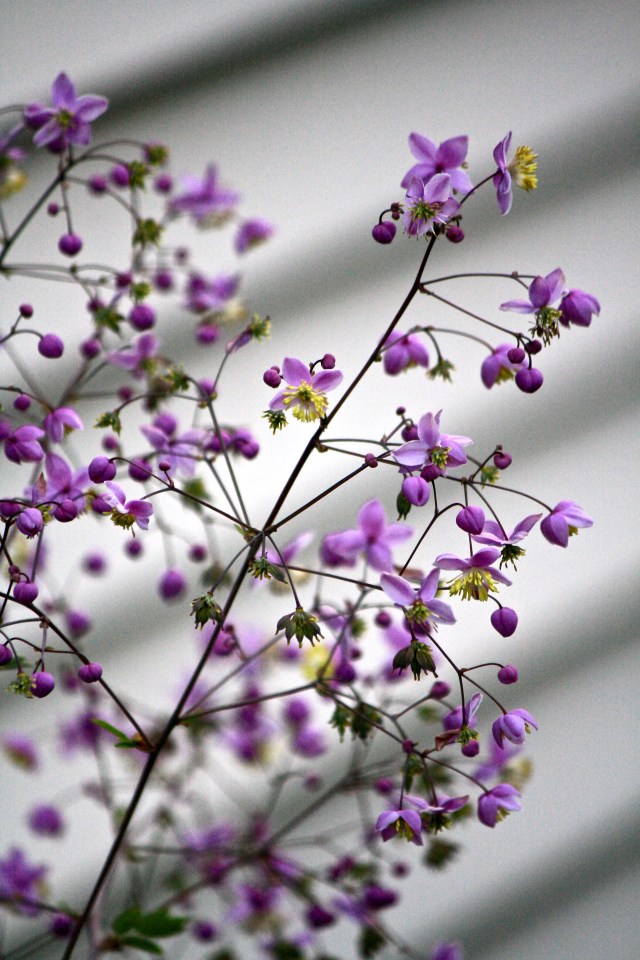 Thalictrum rochebrunianum