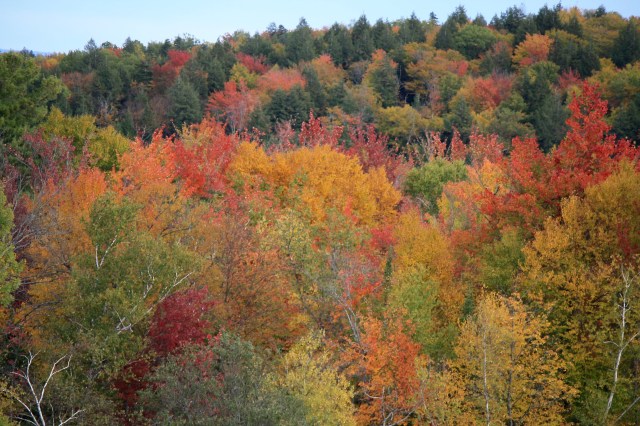 Fall foliage
