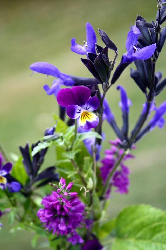 Salvia, Viola, Veronica