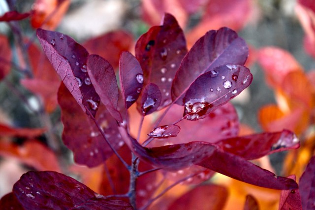 Purple Smoke Tree Cotinus coggygria 'Royal Purple'