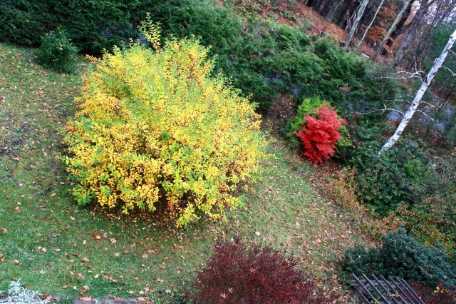 Weigela, Acer, Azalea