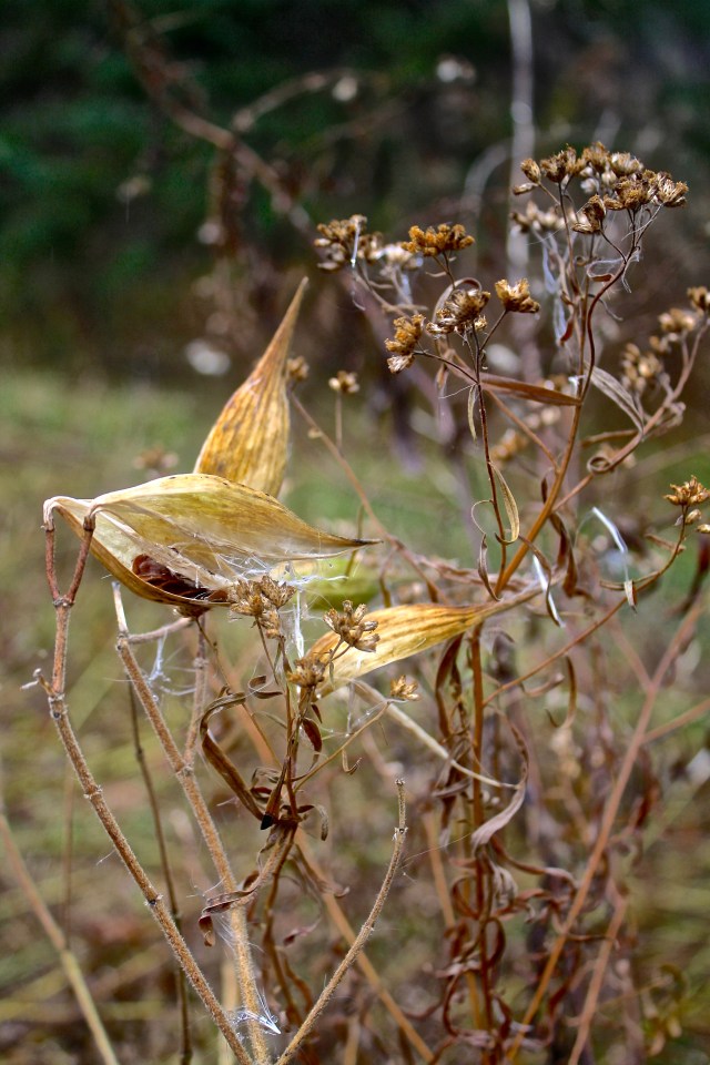 autumn dried flowers