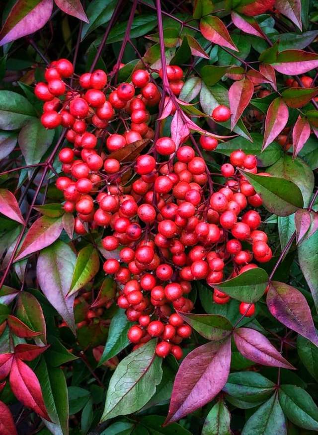 73241571_10221069577675884_1159695565680803840_n