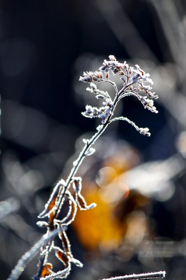 Winter frost