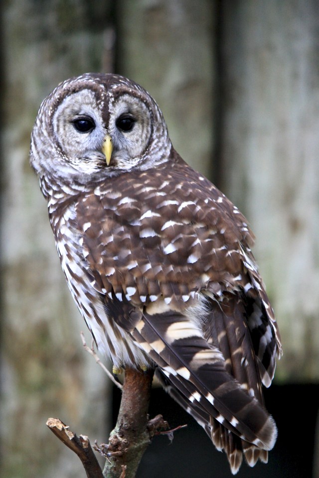Barred Owl
