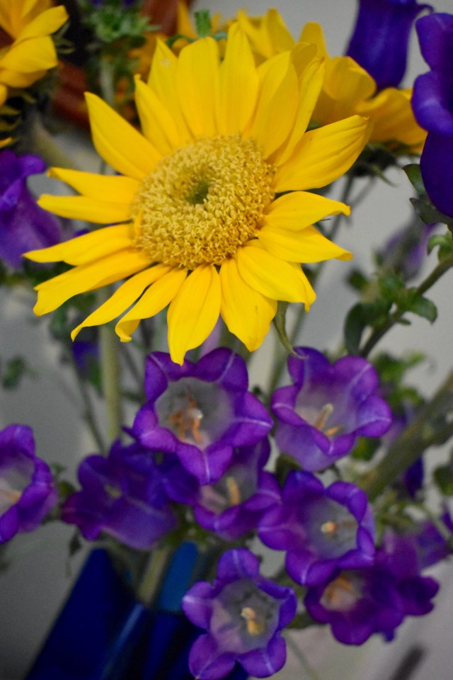 Sunflower, Campanula