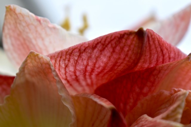 Hippeastrum