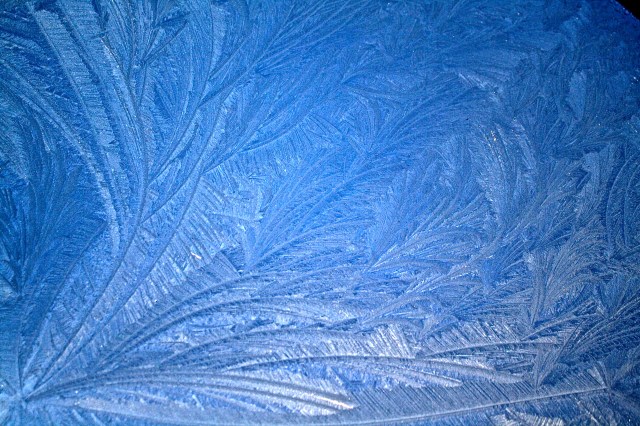 Frost Ferns