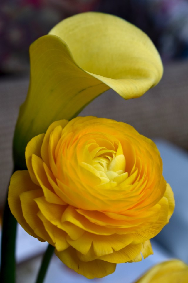 Calla & Ranunculus
