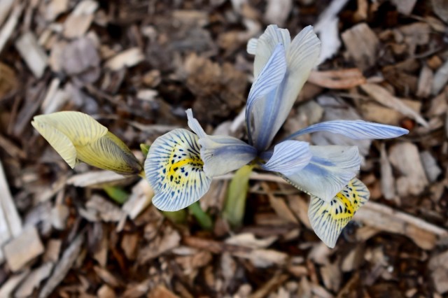 Iris 'Katherine Hodgkin'