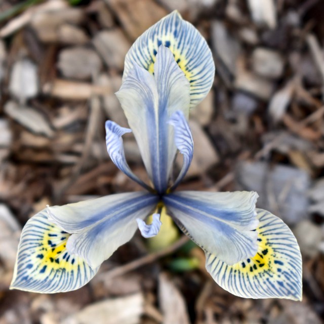 Iris 'Katherine Hodgkin'