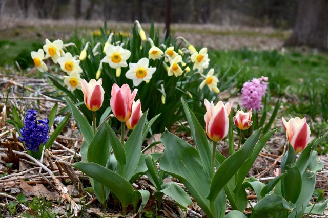 spring bulbs