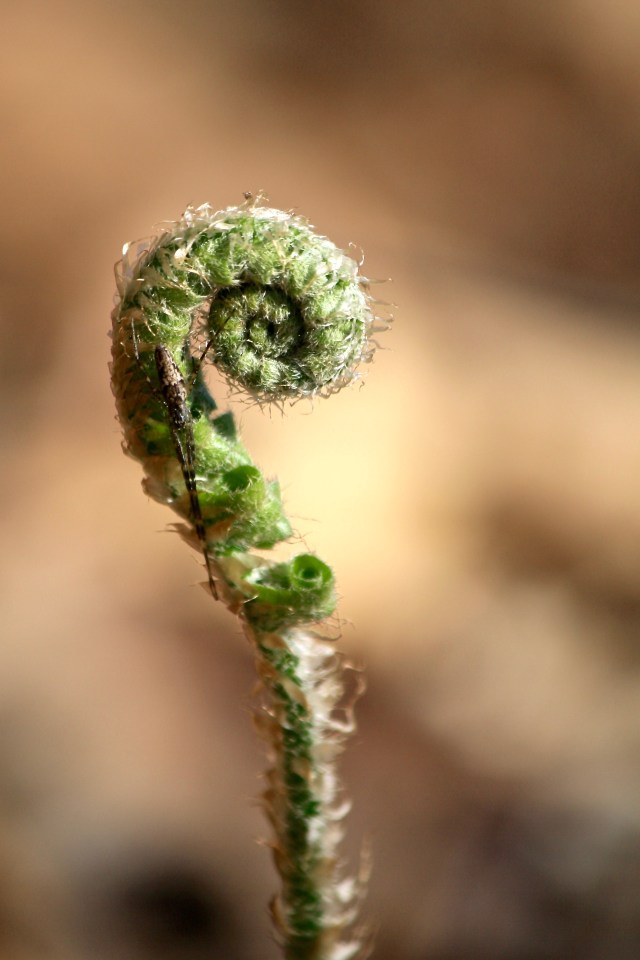 Tetragnathidae on fiddlehead