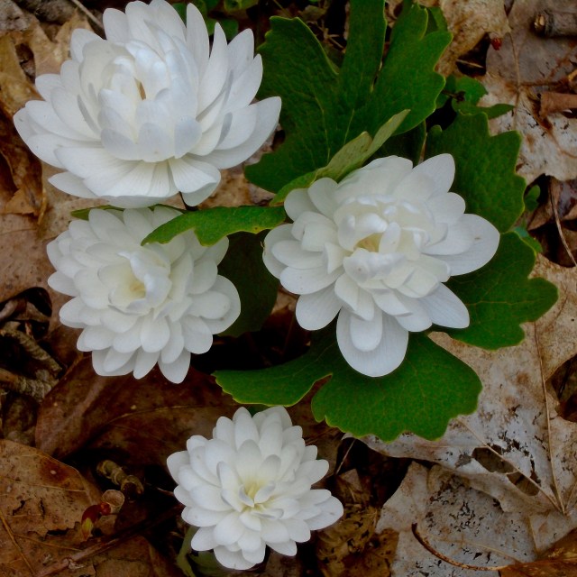 Double Bloodroot (Sanguinaria canadensis forma Multiplex)