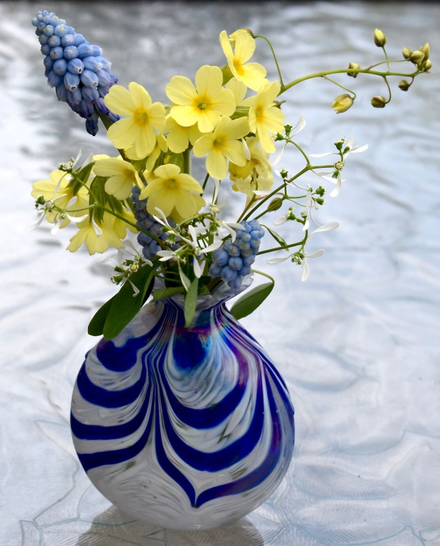 Primula, Muscari vase