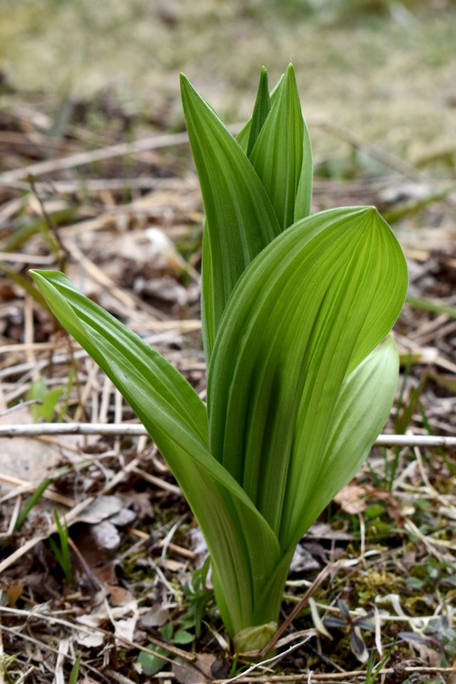 False Hellebore (Veratrum viride)