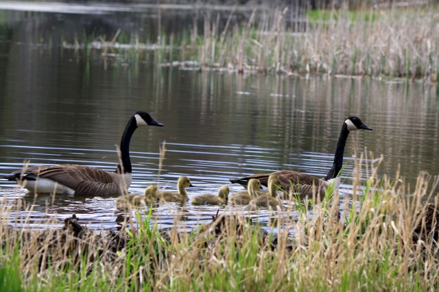 Canada geese with goslings