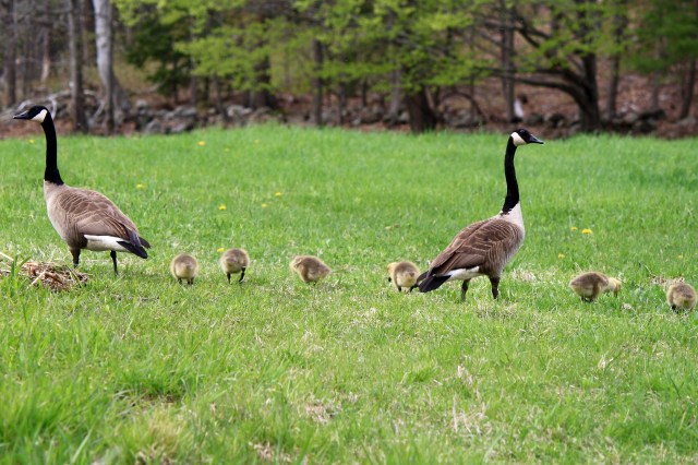 Canada geese with goslings