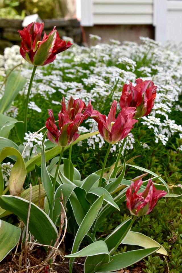 Tulip 'Esperanto'