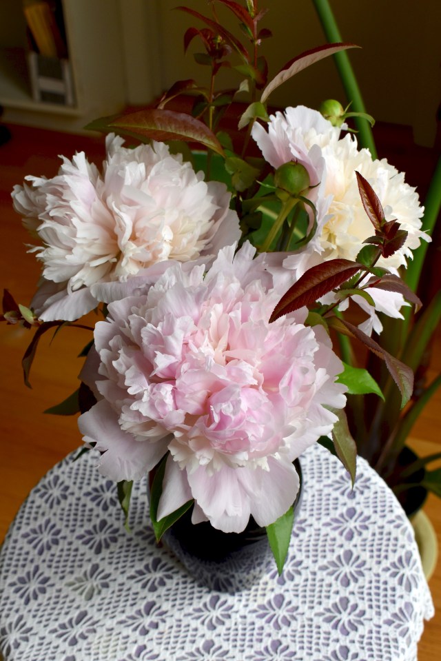Paeonia lactiflora