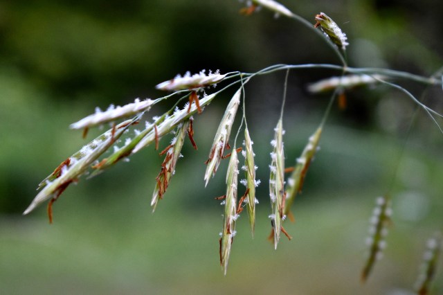 Bromus inermis (Smooth Brome)