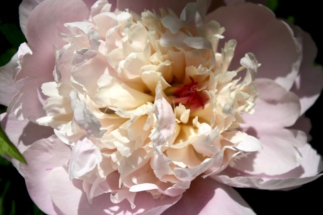 Peony