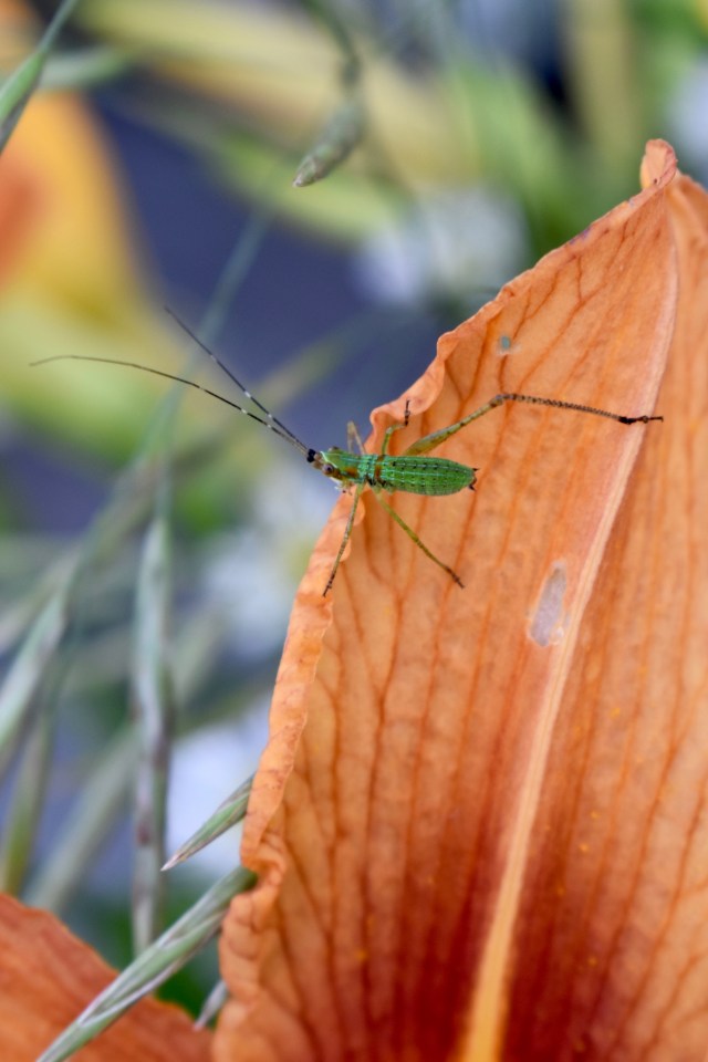 Katydid instar