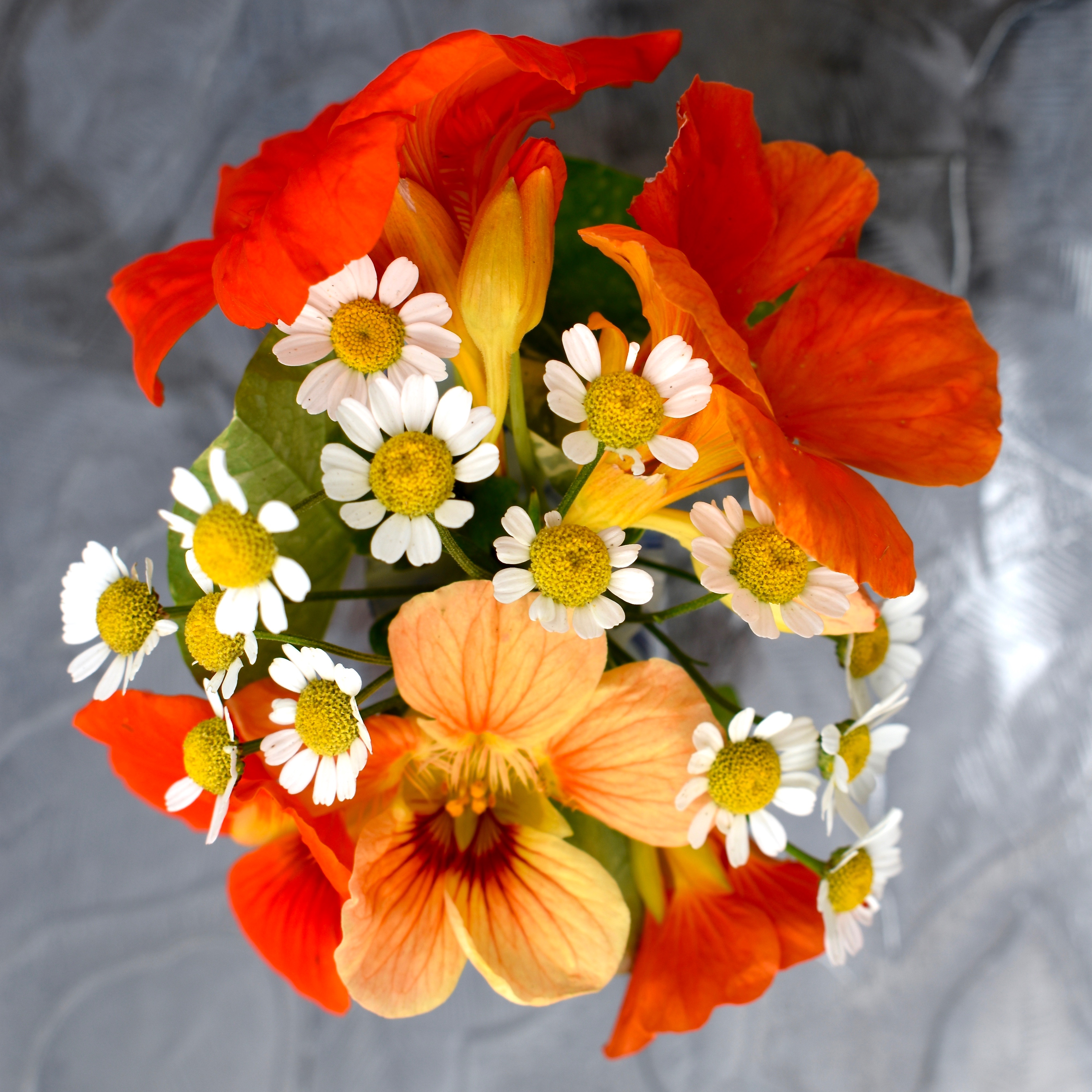 Feverfew, Nasturtium