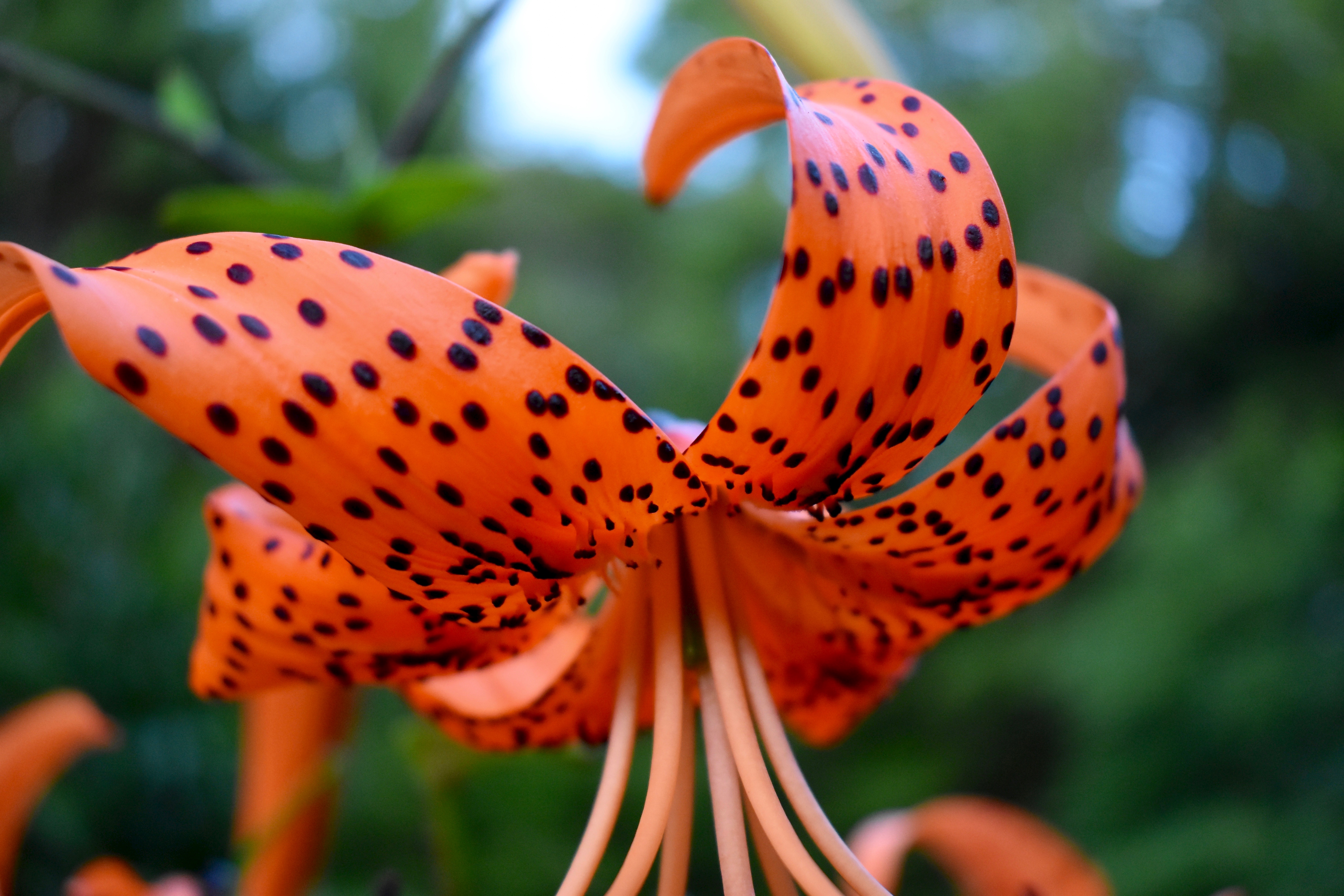 Lilium lancifolium