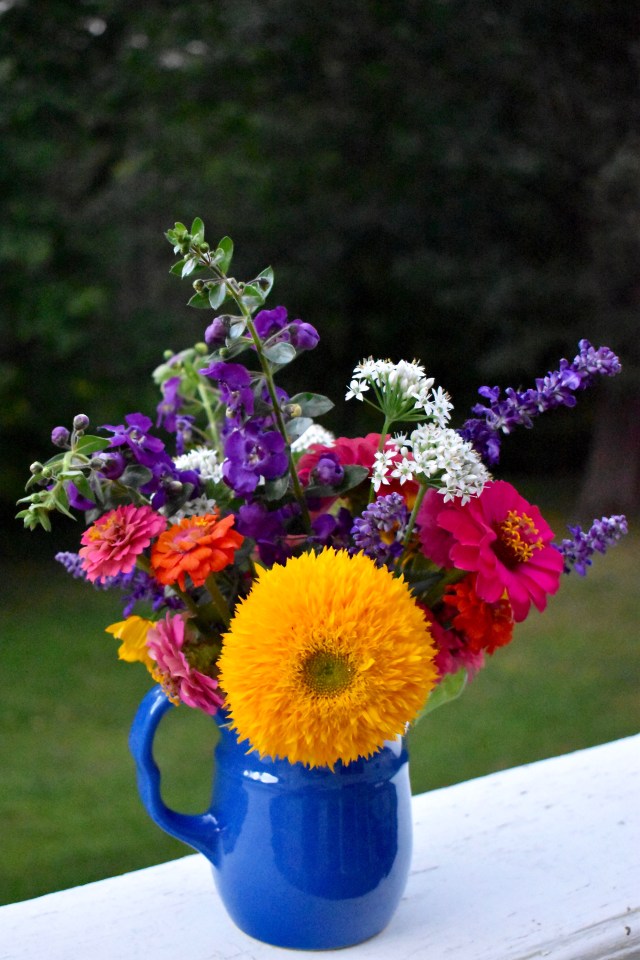 Teddy Bear Sunflower