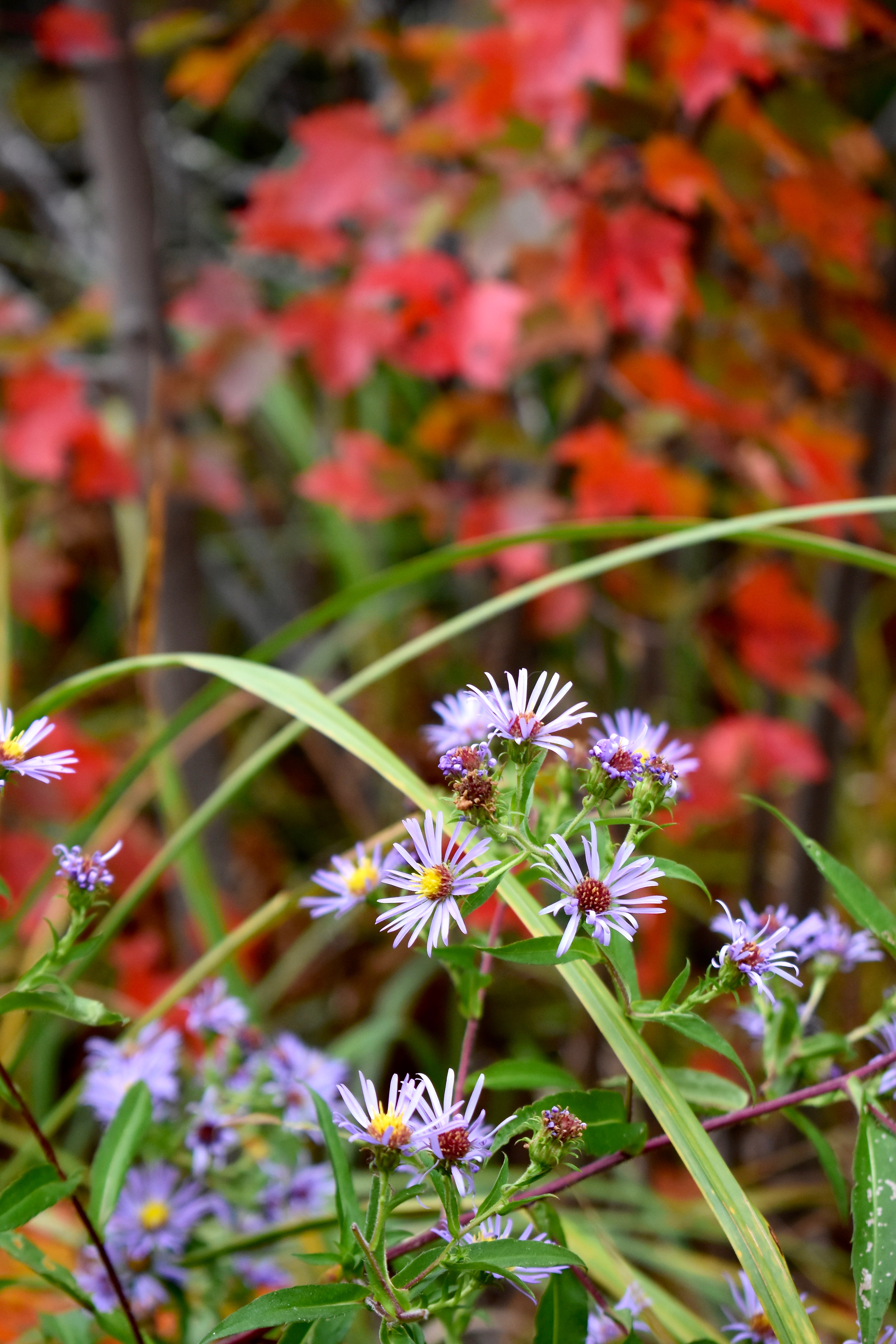 Aster, Red Maple