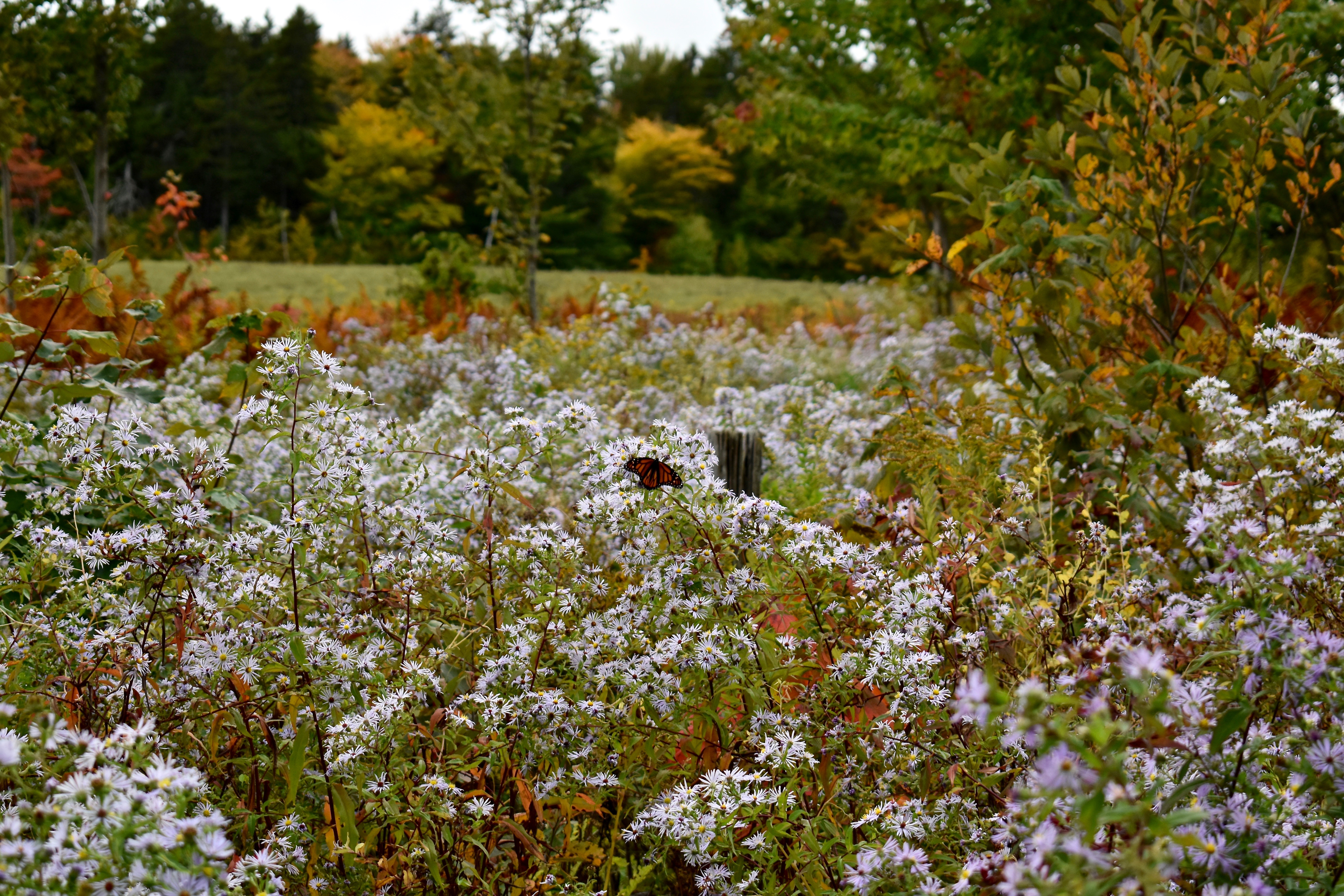 Monarch in asters