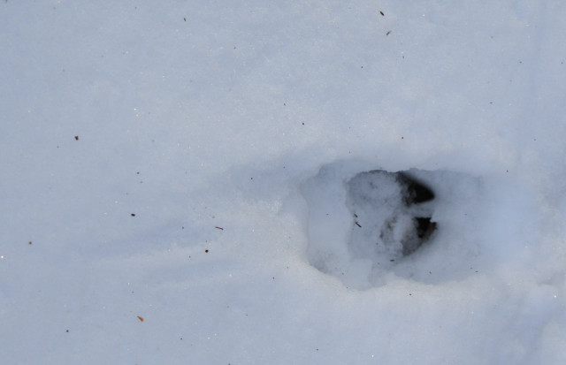 White-tailed Deer track