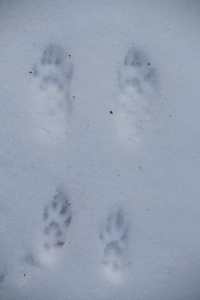 Mink tracks